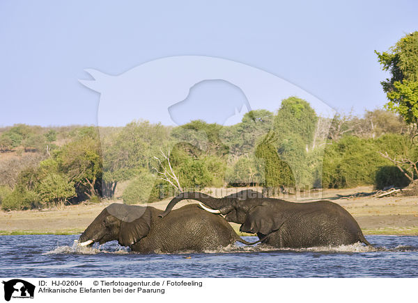 Afrikanische Elefanten bei der Paarung / pairing African Elephants / HJ-02604