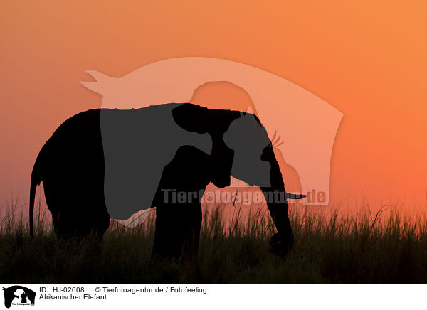 Afrikanischer Elefant / HJ-02608