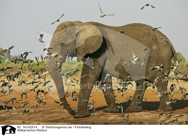 Afrikanischer Elefant / HJ-02614