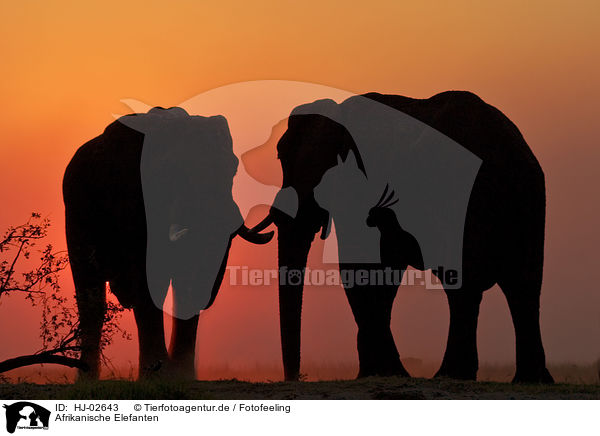 Afrikanische Elefanten / African Elephants / HJ-02643