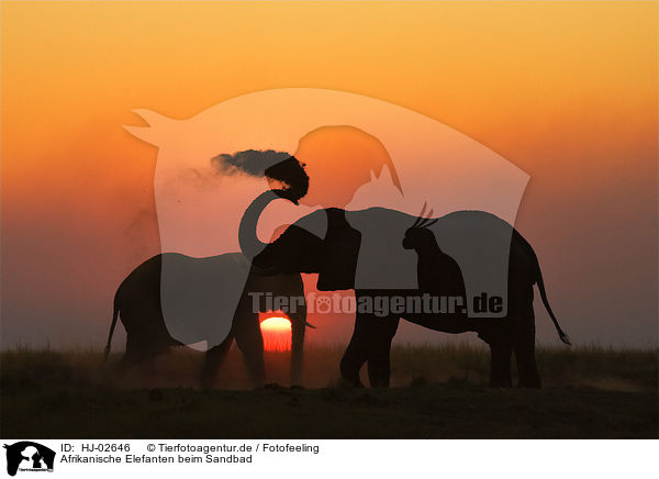 Afrikanische Elefanten beim Sandbad / African Elephants at body care / HJ-02646