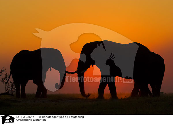 Afrikanische Elefanten / HJ-02647