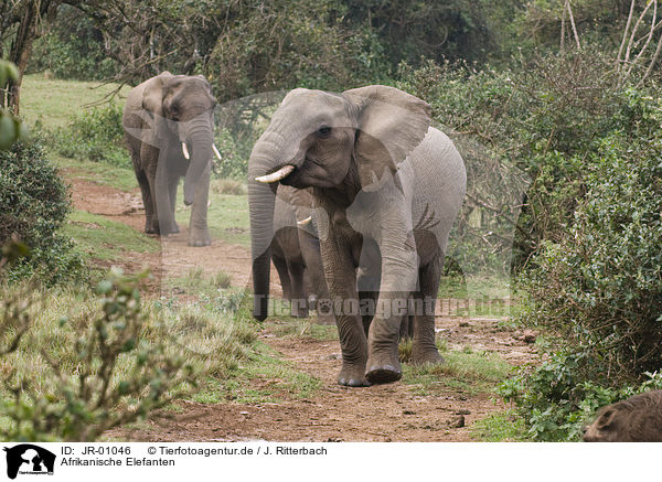 Afrikanische Elefanten / African elephants / JR-01046