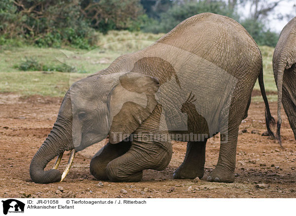 Afrikanischer Elefant / African elephant / JR-01058