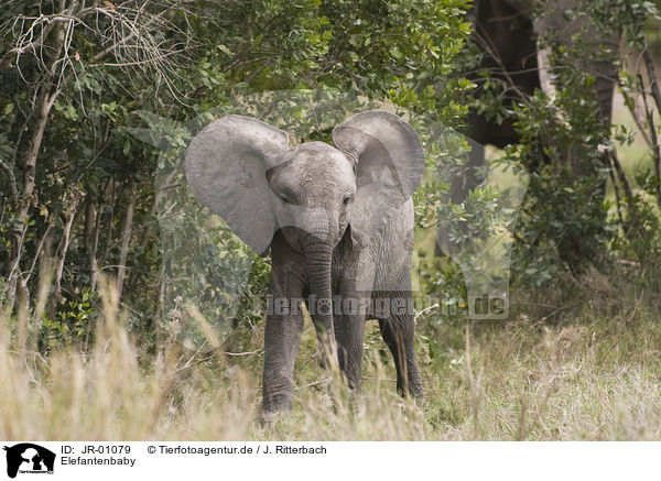 Elefantenbaby / African elephant baby / JR-01079