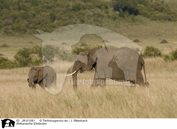 Afrikanische Elefanten / African elephants / JR-01081