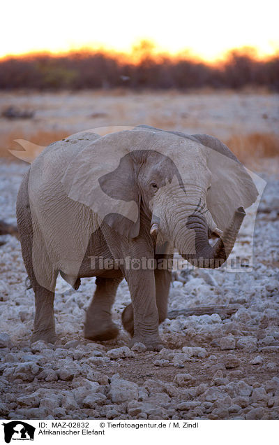 Afrikanischer Elefant / elephant / MAZ-02832