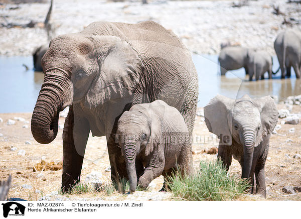 Herde Afrikanischer Elefanten / herd of elephants / MAZ-02874