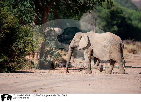 Wstenelefant / African elephant / MAZ-03301