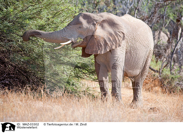 Wstenelefant / African elephant / MAZ-03302