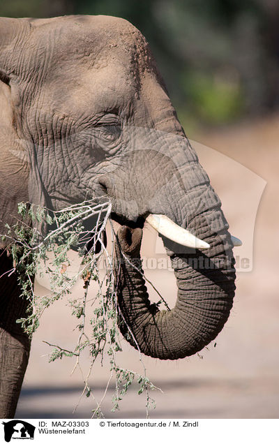 Wstenelefant / African elephant / MAZ-03303