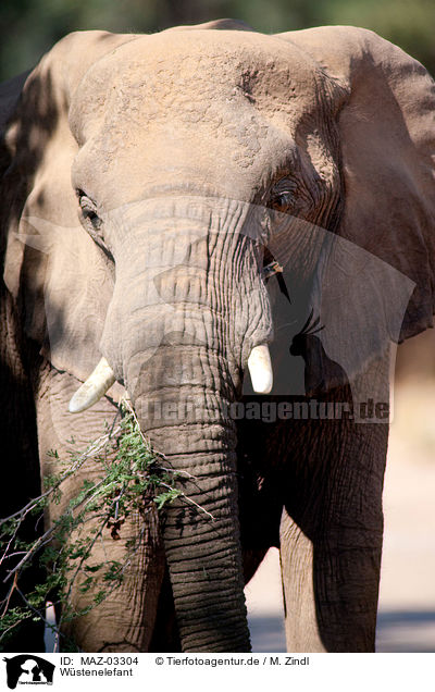 Wstenelefant / African elephant / MAZ-03304