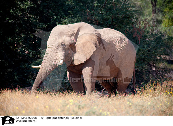 Wstenelefant / African elephant / MAZ-03305