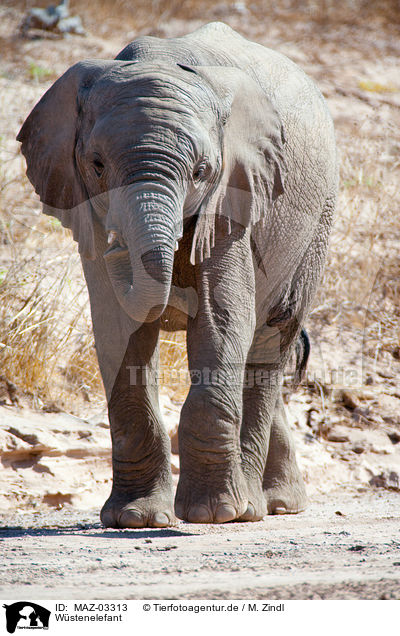 Wstenelefant / African elephant / MAZ-03313