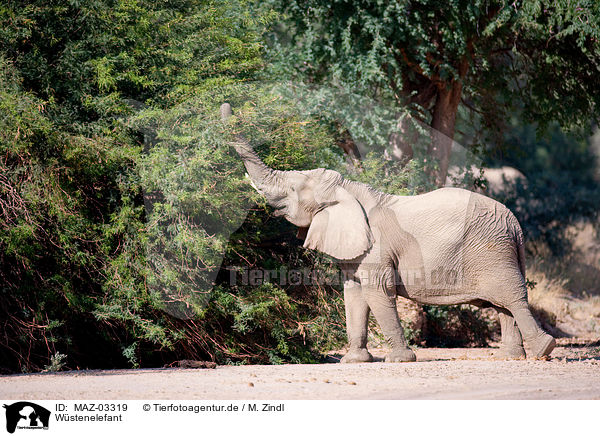 Wstenelefant / African elephant / MAZ-03319