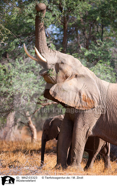 Wstenelefant / African elephant / MAZ-03323