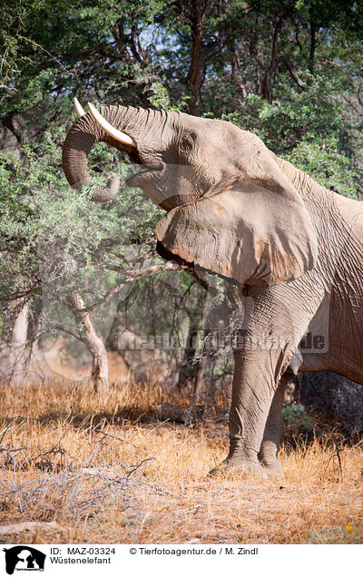 Wstenelefant / African elephant / MAZ-03324