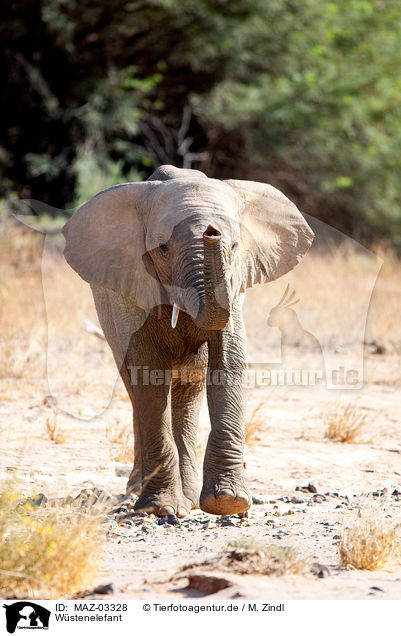 Wstenelefant / African elephant / MAZ-03328