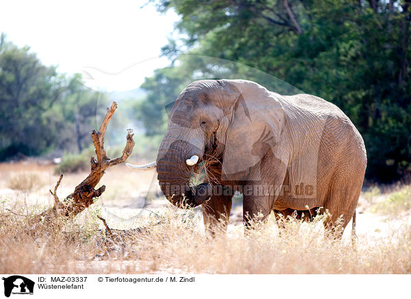 Wstenelefant / African elephant / MAZ-03337