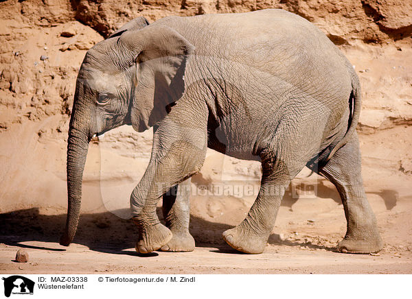 Wstenelefant / African elephant / MAZ-03338