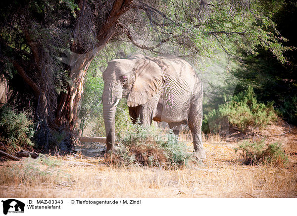 Wstenelefant / African elephant / MAZ-03343