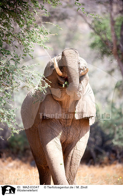 Wstenelefant / African elephant / MAZ-03347