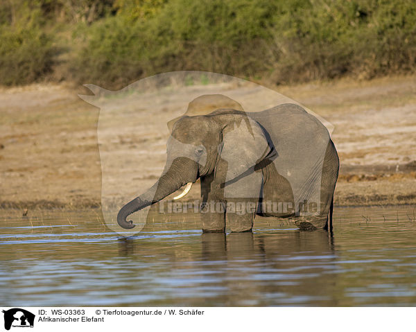 Afrikanischer Elefant / African elephant / WS-03363