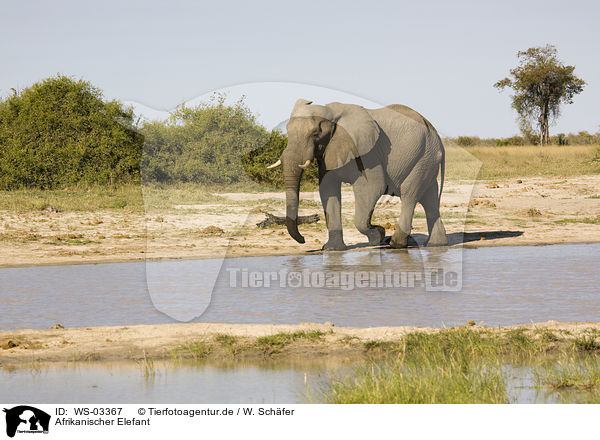 Afrikanischer Elefant / African elephant / WS-03367