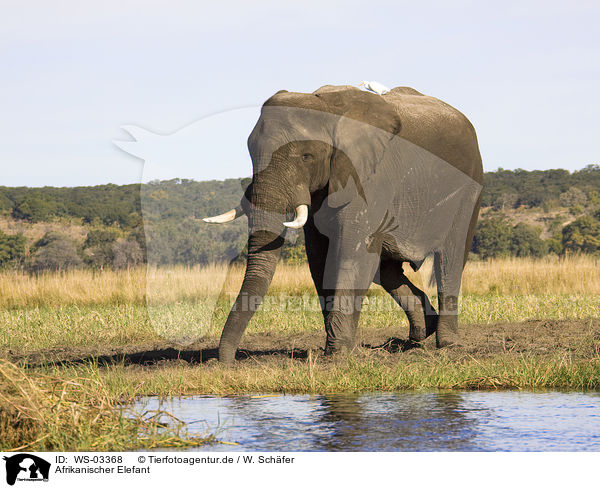 Afrikanischer Elefant / African elephant / WS-03368