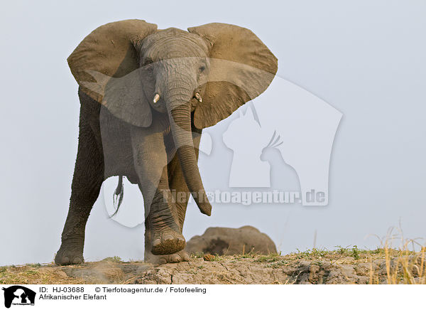 Afrikanischer Elefant / HJ-03688