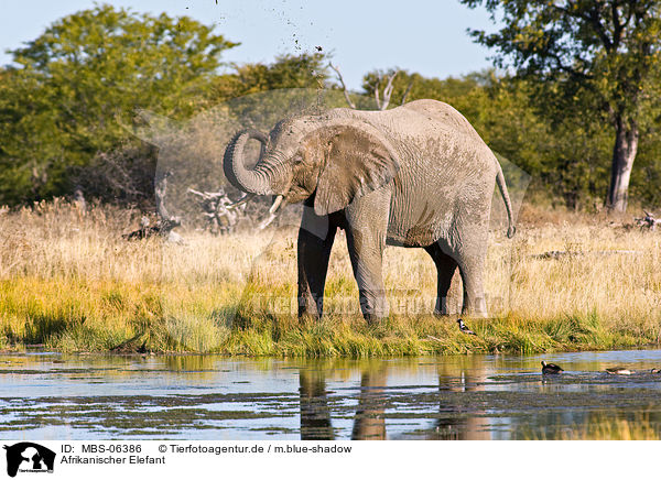 Afrikanischer Elefant / African elephant / MBS-06386