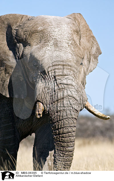 Afrikanischer Elefant / African elephant / MBS-06395