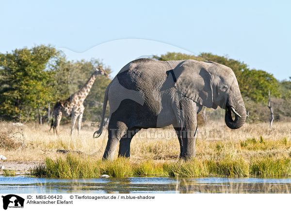 Afrikanischer Elefant / African elephant / MBS-06420
