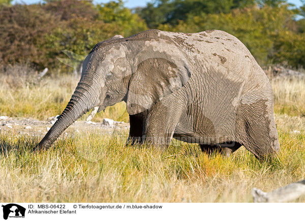Afrikanischer Elefant / African elephant / MBS-06422
