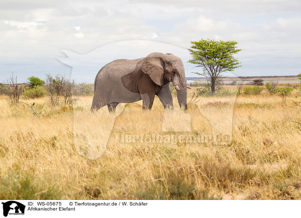 Afrikanischer Elefant / African elephant / WS-05675