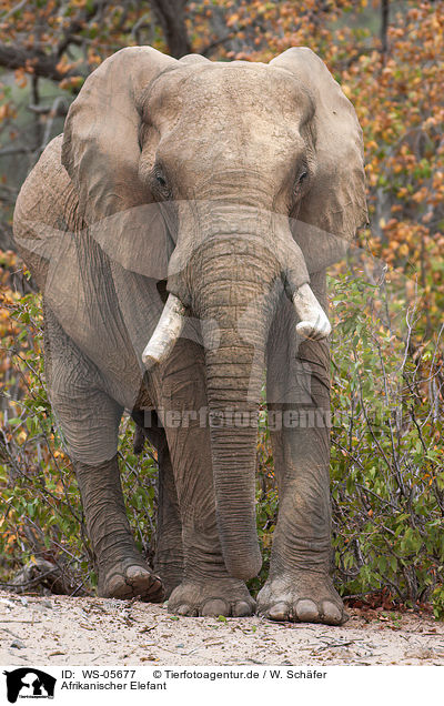 Afrikanischer Elefant / African elephant / WS-05677
