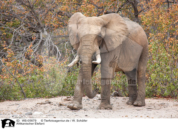 Afrikanischer Elefant / African elephant / WS-05679