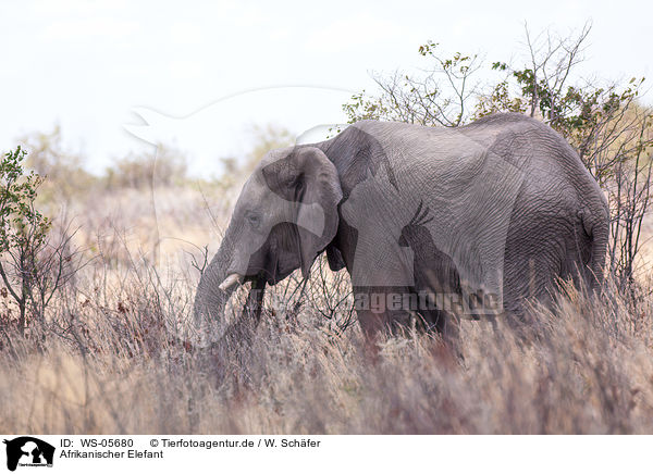 Afrikanischer Elefant / African elephant / WS-05680