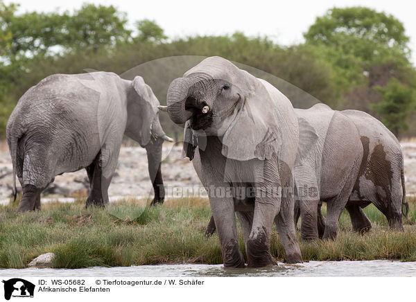Afrikanische Elefanten / African elephants / WS-05682