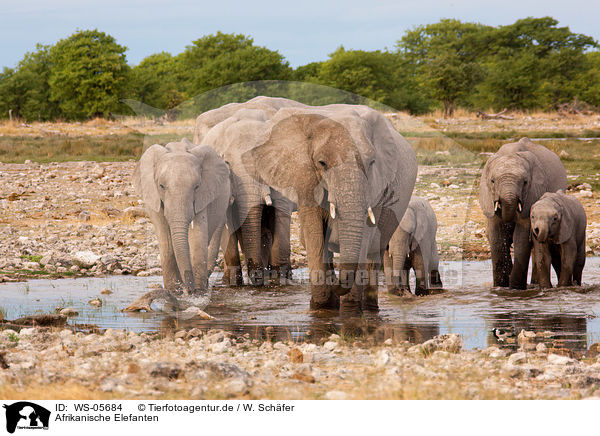 Afrikanische Elefanten / African elephants / WS-05684
