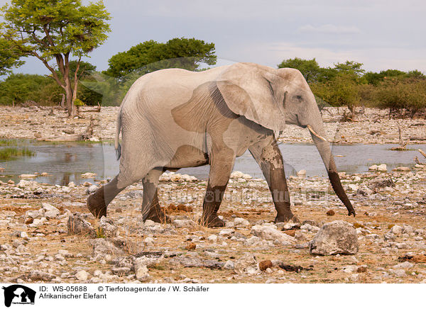 Afrikanischer Elefant / African elephant / WS-05688