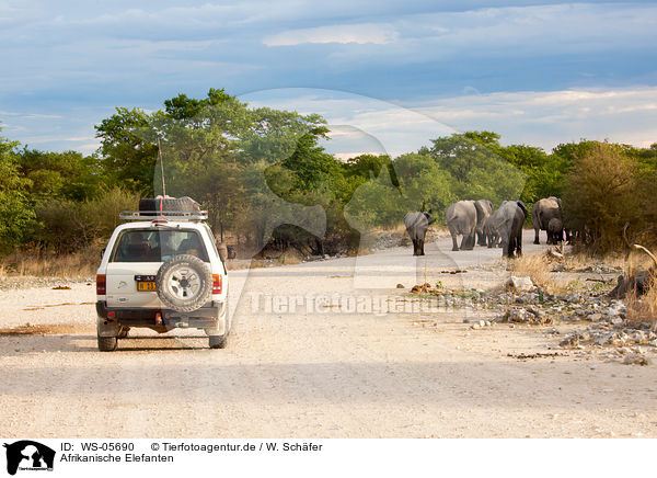 Afrikanische Elefanten / African elephants / WS-05690