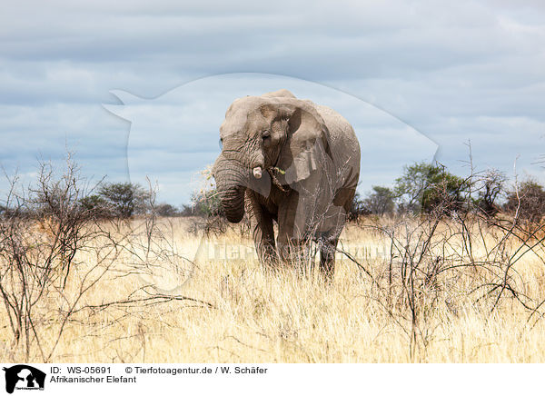 Afrikanischer Elefant / African elephant / WS-05691