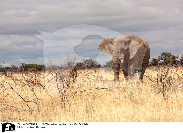 Afrikanischer Elefant / African elephant / WS-05692