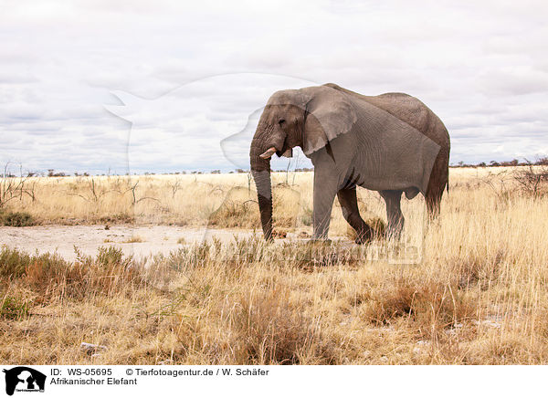Afrikanischer Elefant / African elephant / WS-05695