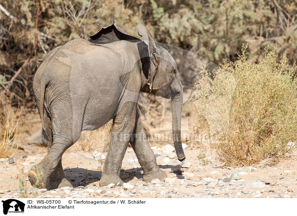 Afrikanischer Elefant / African elephant / WS-05700