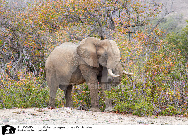 Afrikanischer Elefant / African elephant / WS-05703