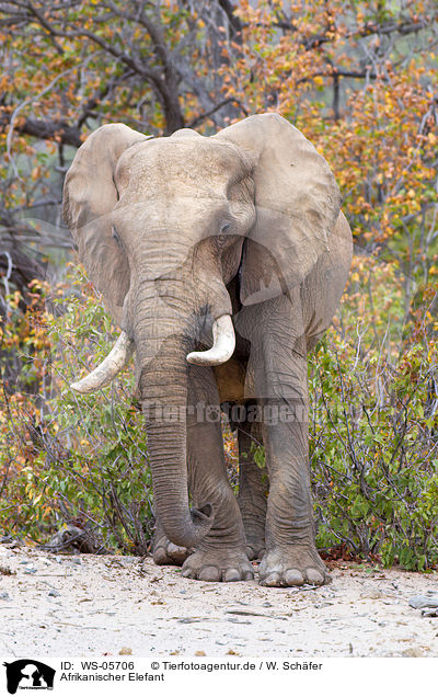 Afrikanischer Elefant / African elephant / WS-05706