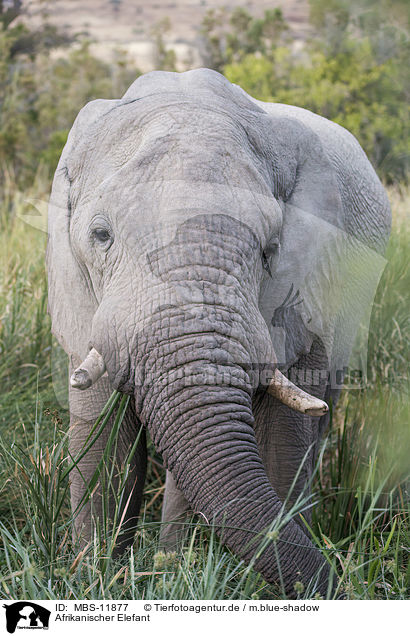 Afrikanischer Elefant / MBS-11877