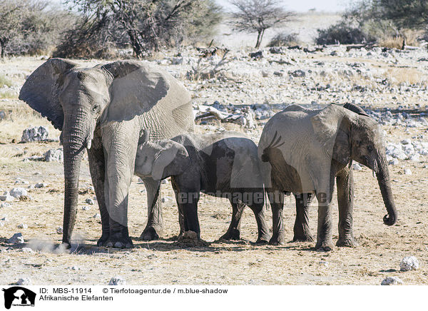 Afrikanische Elefanten / African elephants / MBS-11914